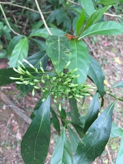 Pavetta hongkongensis