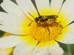 Nomada