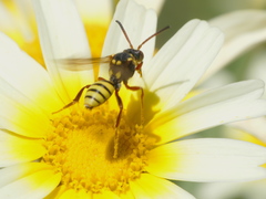 Nomada