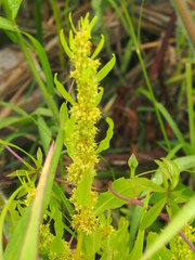 Rumex microcarpus