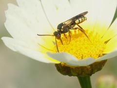 Nomada