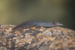 Sardinian Mountain Newt photo 4