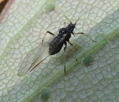 Periphyllus testudinaceus