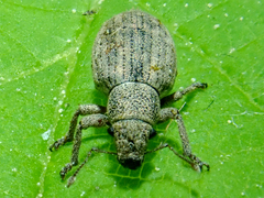 Strophosoma capitatum