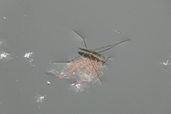 Aquarius paludum