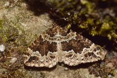 Lampropteryx suffumata