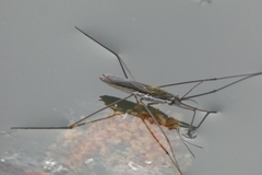 Aquarius paludum