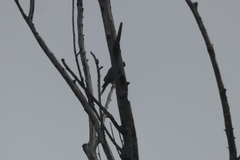 Psittacula krameri
