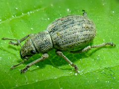 Strophosoma capitatum