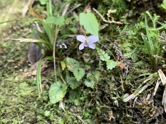 Viola mucronulifera