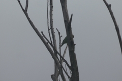 Psittacula krameri