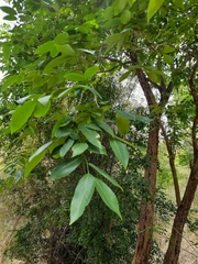 Diospyros montana