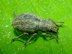 Strophosoma capitatum
