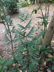 Pteris semipinnata