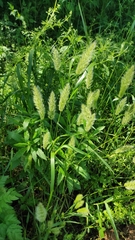 Trisetaria panicea