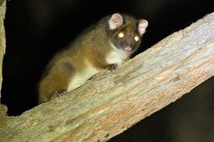 Pseudocheirus peregrinus convolutor