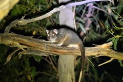 Pseudocheirus peregrinus convolutor