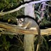 Tasmanian Ring-tailed Possum - Photo (c) scorpio83, some rights reserved (CC BY-NC)
