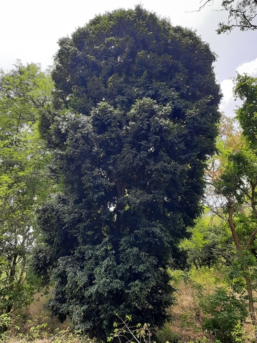 Alphonsea lutea, 2022-05-07