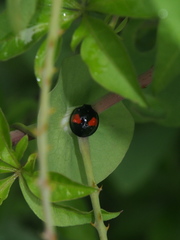 Coelophora biplagiata