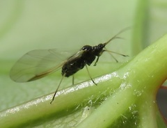 Periphyllus testudinaceus