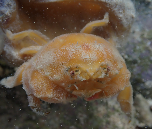 taxonomy_inaturalist image for Dromidia antillensis