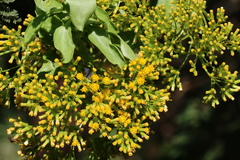 Senecio pleistocephalus