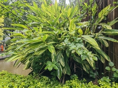 Alpinia vittata