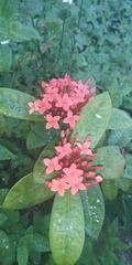 Ixora casei