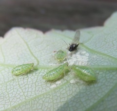 Periphyllus testudinaceus