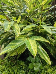 Alpinia vittata