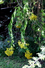 Senecio pleistocephalus