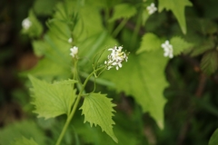 Alliaria petiolata