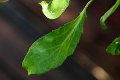 Senecio pleistocephalus