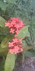Ixora casei