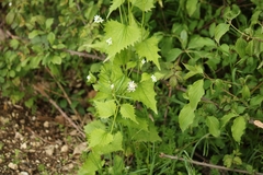 Alliaria petiolata