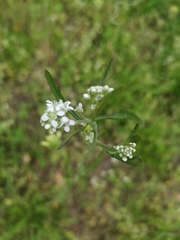 Lepidium sativum