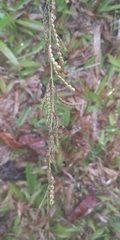 Pleurolobus gangeticus