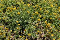 Senecio pleistocephalus