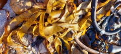 Lessoniaceae