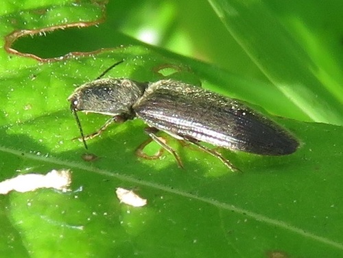 common brown click beetle, Amsterdam-Noord, Amsterdam, Nederland, photo 4 of 10