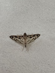Rhimphalea