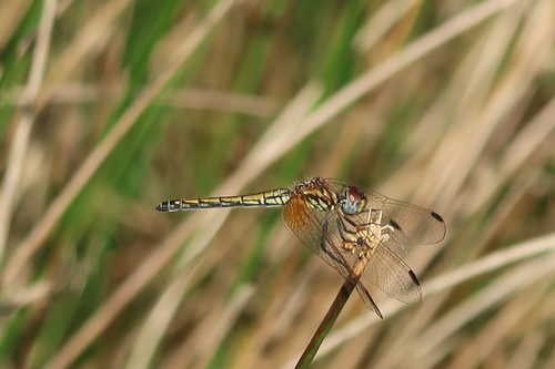 Red-veined Dropwing