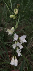 Lathyrus pannonicus