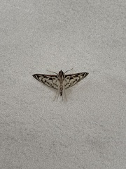 Rhimphalea