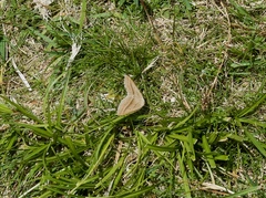 Petrophora chlorosata