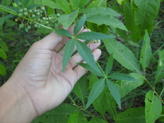 Cissus palmata
