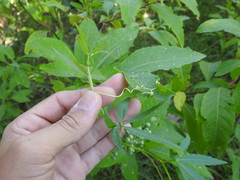 Cissus palmata
