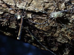 Neopantopsalis pentheter