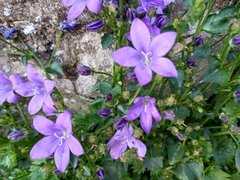 Campanula patula